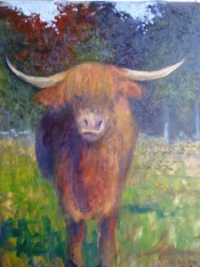 The Highland Coo